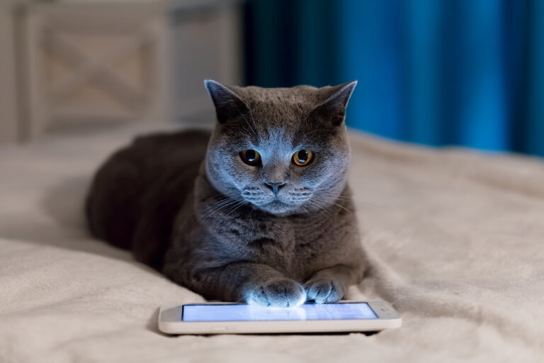Como-crescer-seu-Petshop-no-Instagram