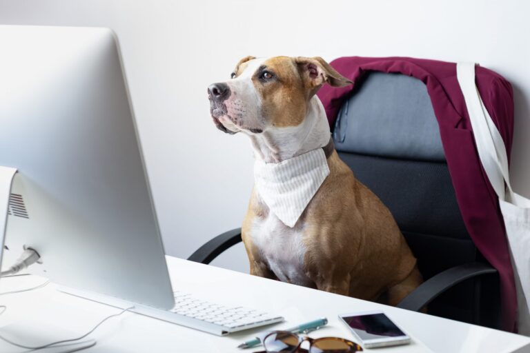 cute-dog-sits-office-chair-modern-working-place-going-work-with-pets-concept-staffordshire-terrier-puppy-front-desktop-computer-scaled-1